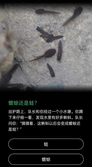 蟾蜍还是蛙